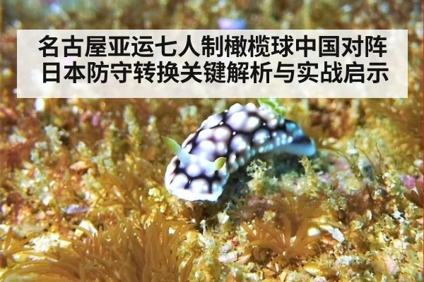 名古屋亚运七人制橄榄球中国对阵日本防守转换关键解析与实战启示